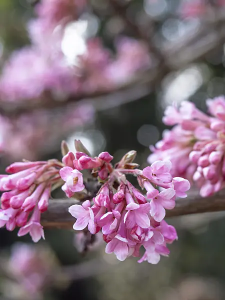 436099 - Winter viburnum (Viburnum x bodnantense 'Dawn')