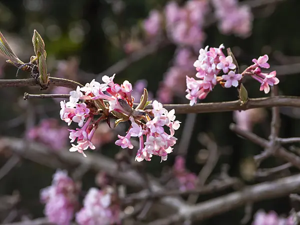 436100 - Winter viburnum (Viburnum x bodnantense 'Dawn')