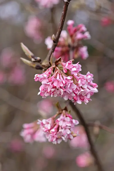 482065 - Winter viburnum (Viburnum x bodnantense 'Dawn')