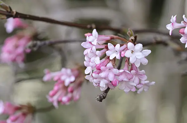 494078 - Winter viburnum (Viburnum x bodnantense 'Dawn')
