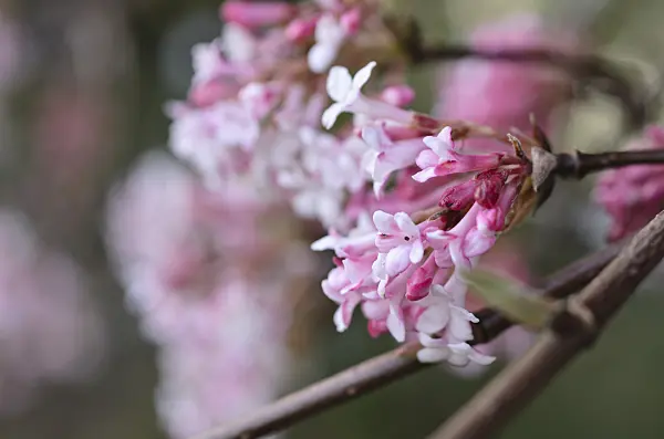 494079 - Winter viburnum (Viburnum x bodnantense 'Dawn')