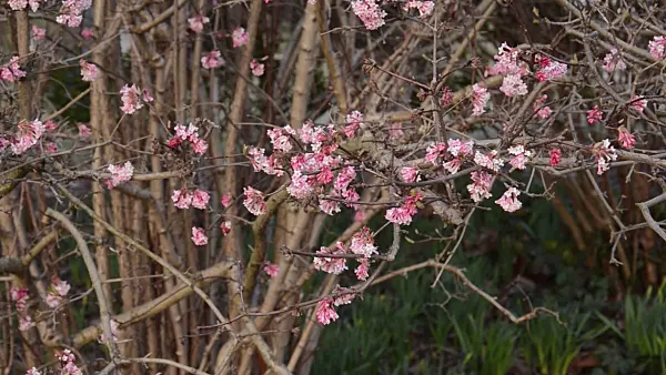 494104 - Winter viburnum (Viburnum x bodnantense 'Dawn')