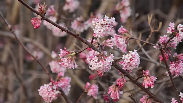 494105 - Winter viburnum (Viburnum x bodnantense 'Dawn')