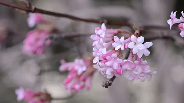 494106 - Winter viburnum (Viburnum x bodnantense 'Dawn')