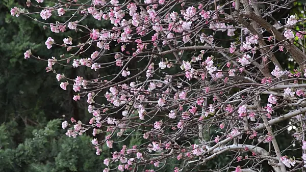 494108 - Winter viburnum (Viburnum x bodnantense 'Dawn')