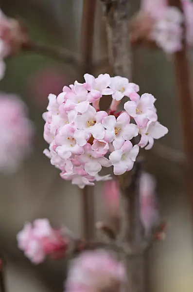 529049 - Winter viburnum (Viburnum x bodnantense 'Dawn')