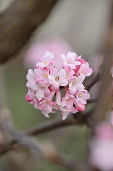 529050 - Winter viburnum (Viburnum x bodnantense 'Dawn')