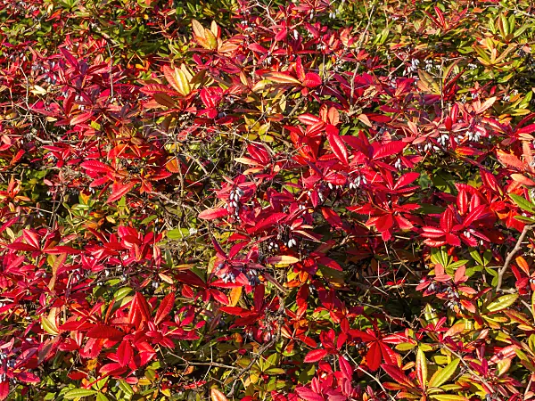 464086 - Wintergreen barberry (Berberis julianae)