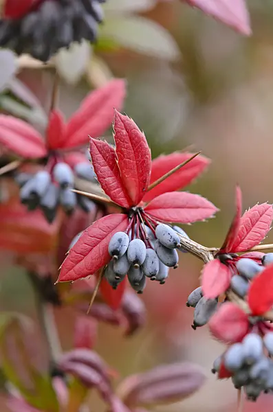 525258 - Wintergreen barberry (Berberis julianae)