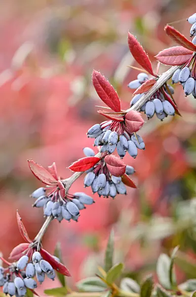 525259 - Wintergreen barberry (Berberis julianae)
