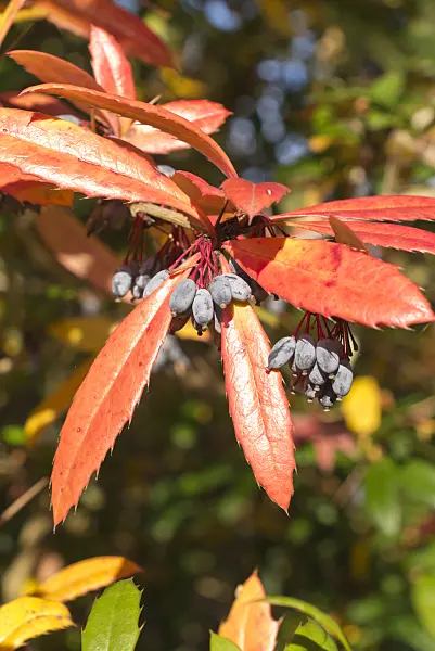 550022 - Wintergreen barberry (Berberis julianae)