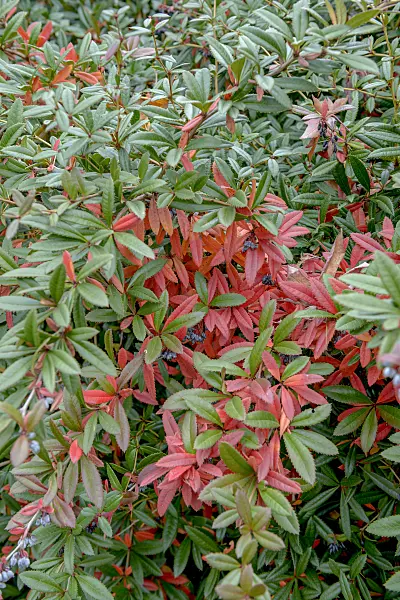 575025 - Wintergreen barberry (Berberis julianae)