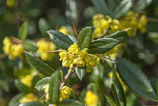 651108 - Wintergreen barberry (Berberis julianae)