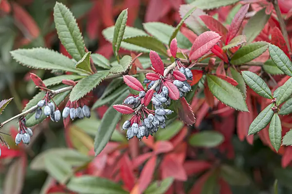 651109 - Wintergreen barberry (Berberis julianae)