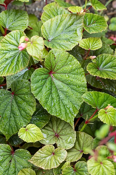 664051 - Winterharte Begonie (Begonia grandis var. evansiana)