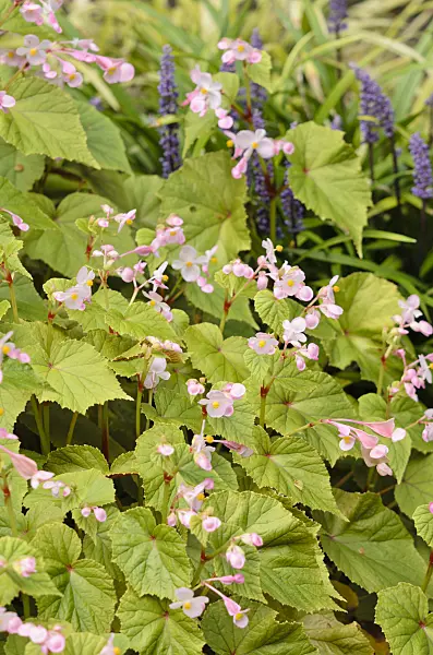 536016 - Winterharte Begonie (Begonia sinensis)