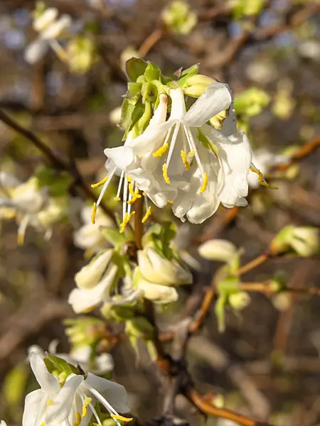 445025 - Winterheckenkirsche (Lonicera x purpusii)