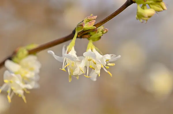 528018 - Winterheckenkirsche (Lonicera x purpusii)