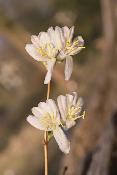 601025 - Winterheckenkirsche (Lonicera x purpusii)