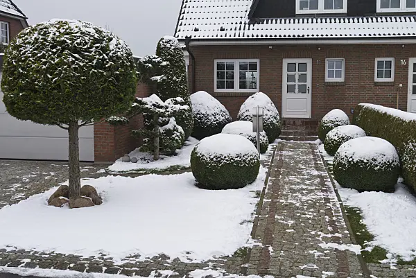 529004 - Winterly front garden with shaped plants