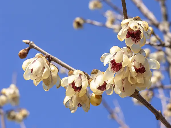 423024 - Wintersweet (Chimonanthus praecox)