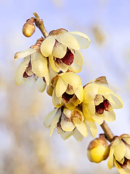 445022 - Wintersweet (Chimonanthus praecox)
