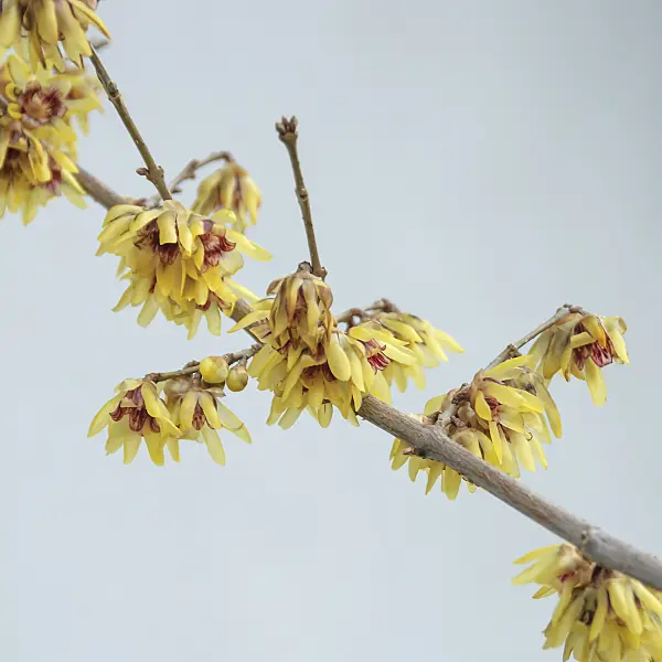 547110 - Wintersweet (Chimonanthus praecox)