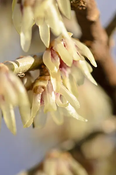 553077 - Wintersweet (Chimonanthus praecox)