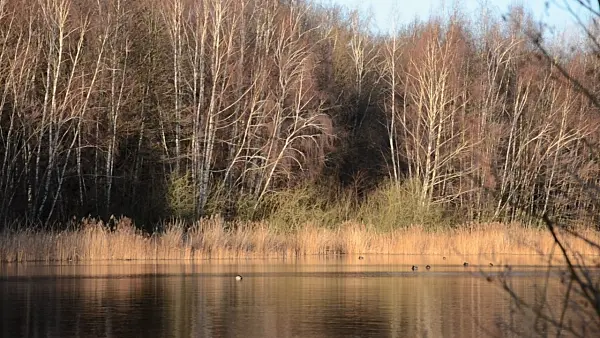 504098 - Wintry lake, Mittelbruch Nature Reserve, Berlin, Germany