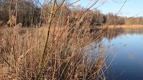 504099 - Wintry lake, Mittelbruch Nature Reserve, Berlin, Germany