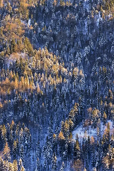 386007 - Wintry mountain forest, Kaisergebirge Nature Reserve, Austria