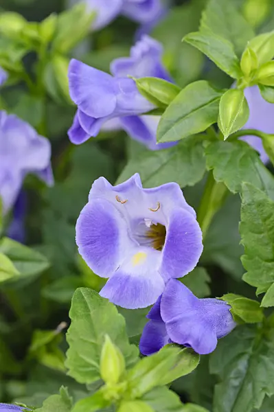 473208 - Wishbone flower (Torenia fournieri 'Indigo Moon')
