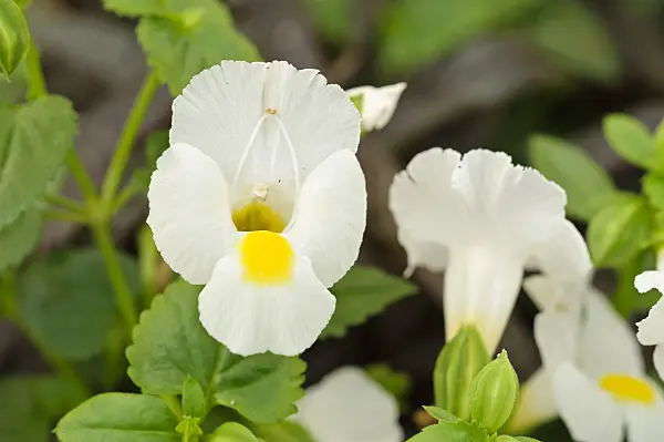474214 - Wishbone flower (Torenia fournieri 'White Moon')