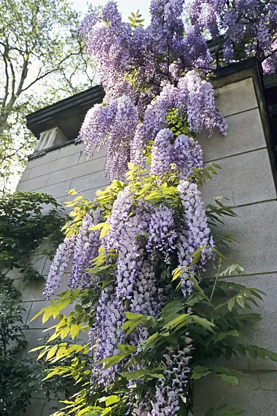 365008 - Wisteria (Wisteria)