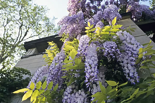 365009 - Wisteria (Wisteria)