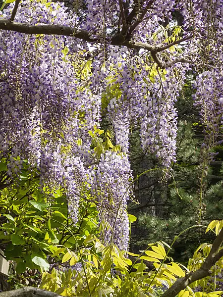 401176 - Wisteria (Wisteria)