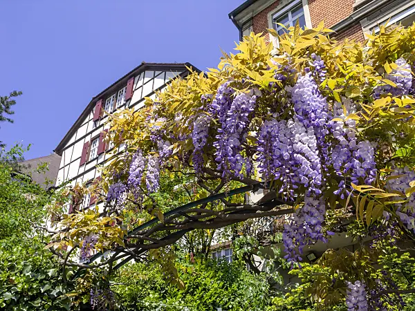 437263 - Wisteria (Wisteria)