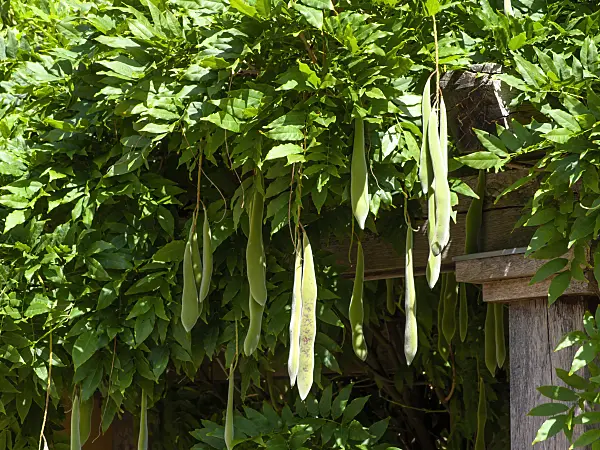 463107 - Wisteria (Wisteria)
