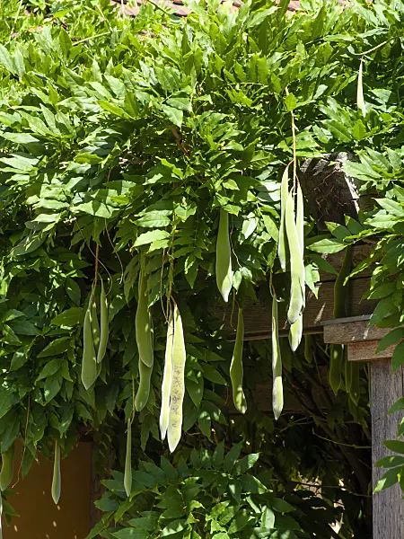 463108 - Wisteria (Wisteria)
