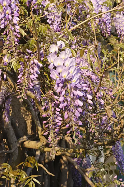 471264 - Wisteria (Wisteria)