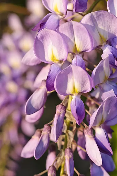 471265 - Wisteria (Wisteria)