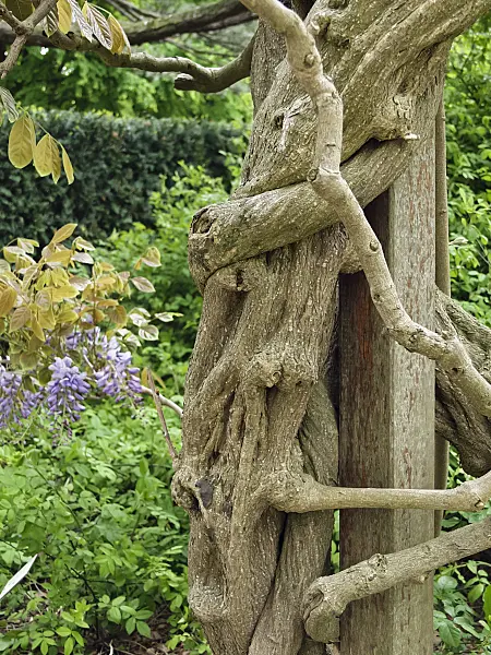 471469 - Wisteria (Wisteria)