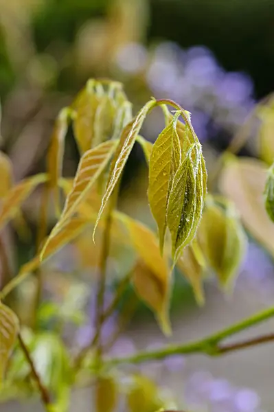 484125 - Wisteria (Wisteria)