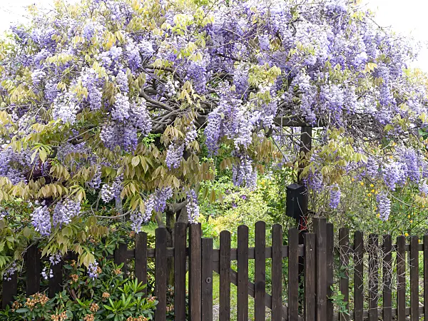 484363 - Wisteria (Wisteria)