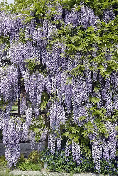 490191 - Wisteria (Wisteria)