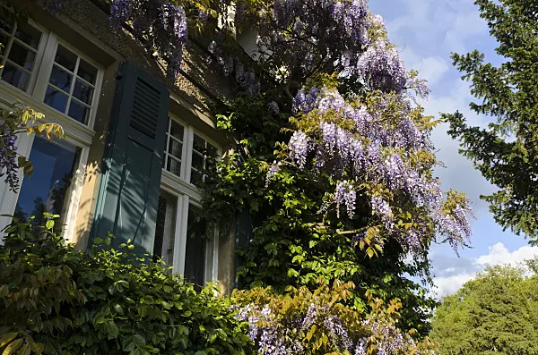 496016 - Wisteria (Wisteria)
