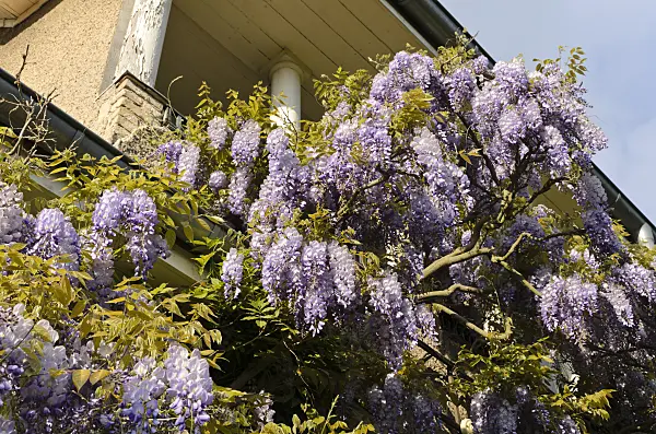 496018 - Wisteria (Wisteria)