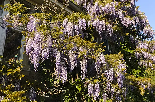 496020 - Wisteria (Wisteria)