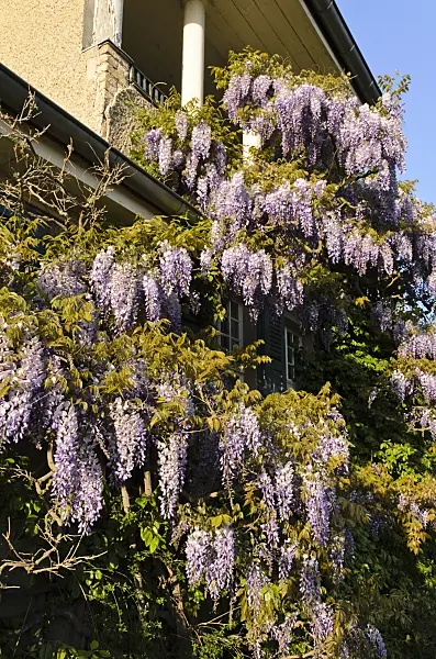 496021 - Wisteria (Wisteria)