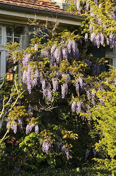 496023 - Wisteria (Wisteria)